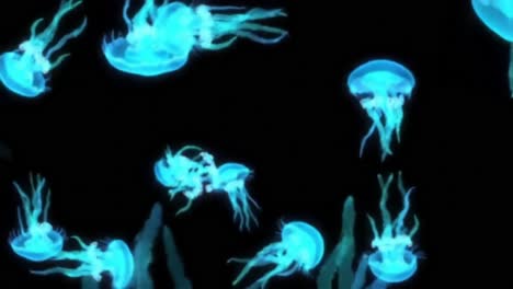 glowing jellyfish in the ocean