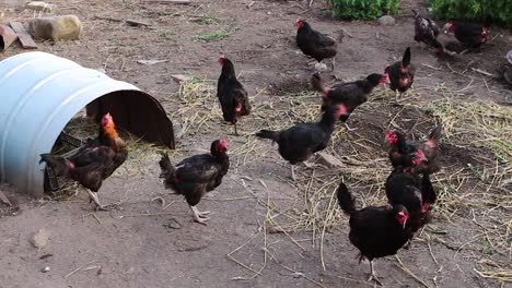 Hühner-Gackern-Auf-Dem-Bauernhof-Herum