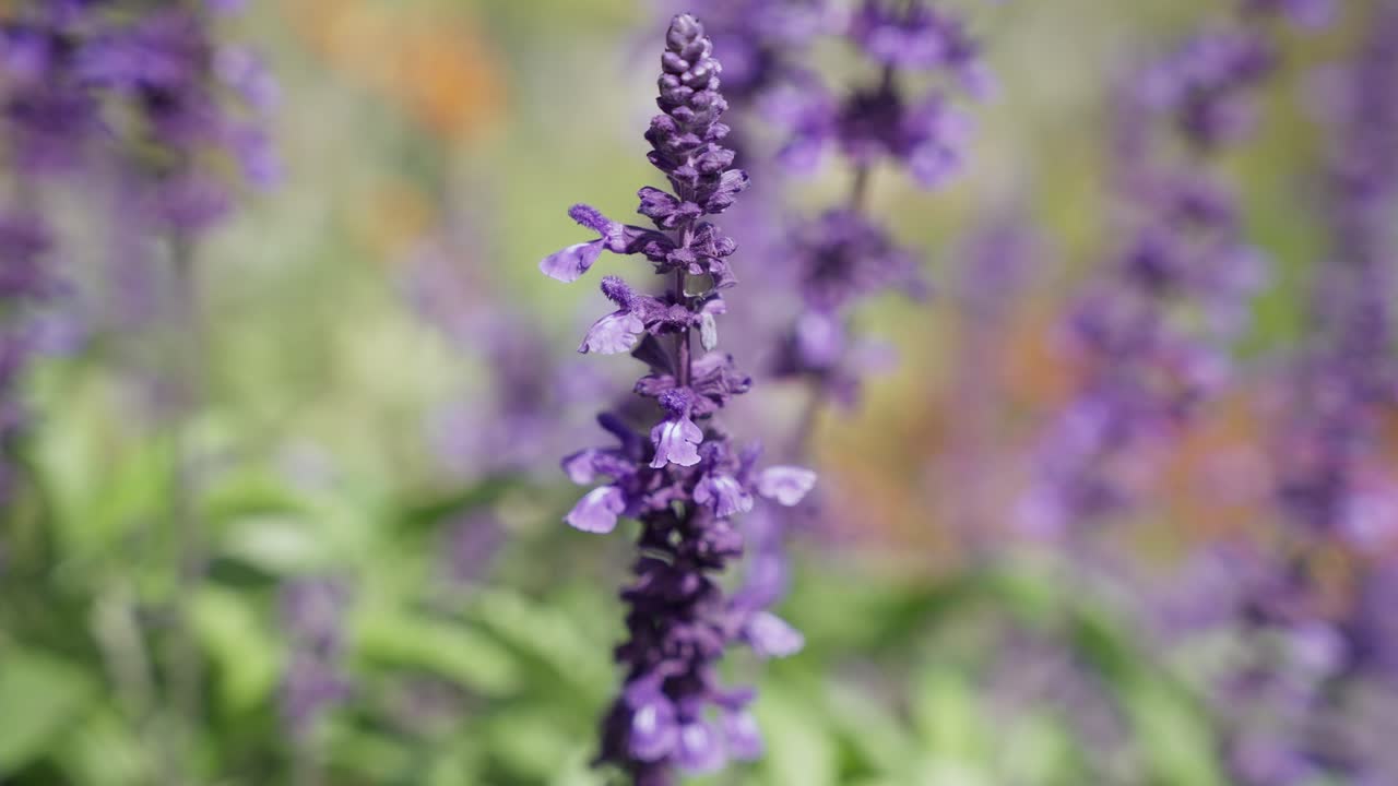 Campo di piante di lavanda nella fattoria
