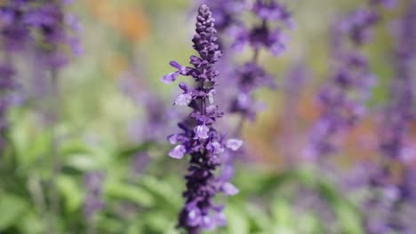 campo de plantas de lavanda en la granja