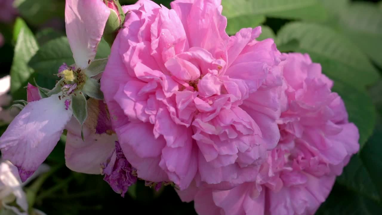 A pink flower in full bloom in a beautiful garden in the summertime in Sweden
