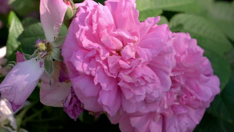 a pink flower in full bloom in a beautiful garden in the summertime in sweden