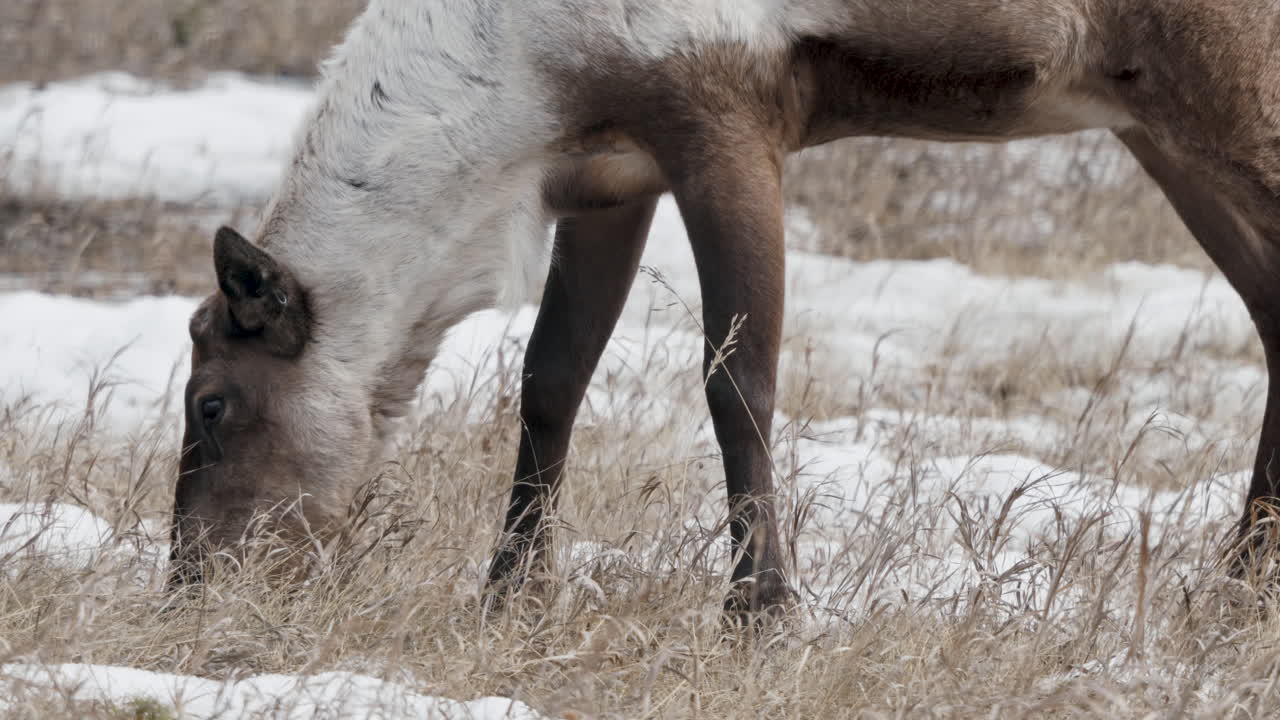 el caribú de los bosques boreales se alimenta de hierba en invierno en yukon, canadá