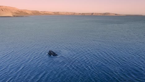 southern right whale coming up white the mouth open on a sunset with cliffs on the background - aerial shot slowmotion