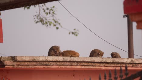 Monos-Descansando-Y-Aseándose-Sentados-En-La-Pared-De-La-Casa