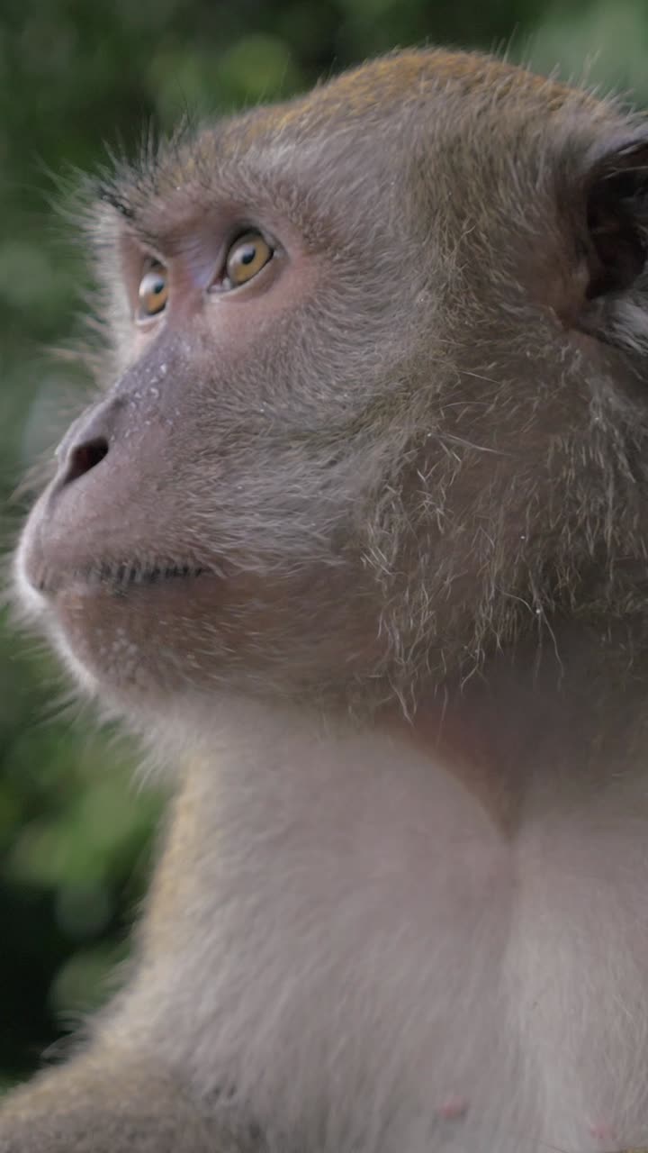 Close-up Portrait of a Macaque Monkey Eating and Looking Around