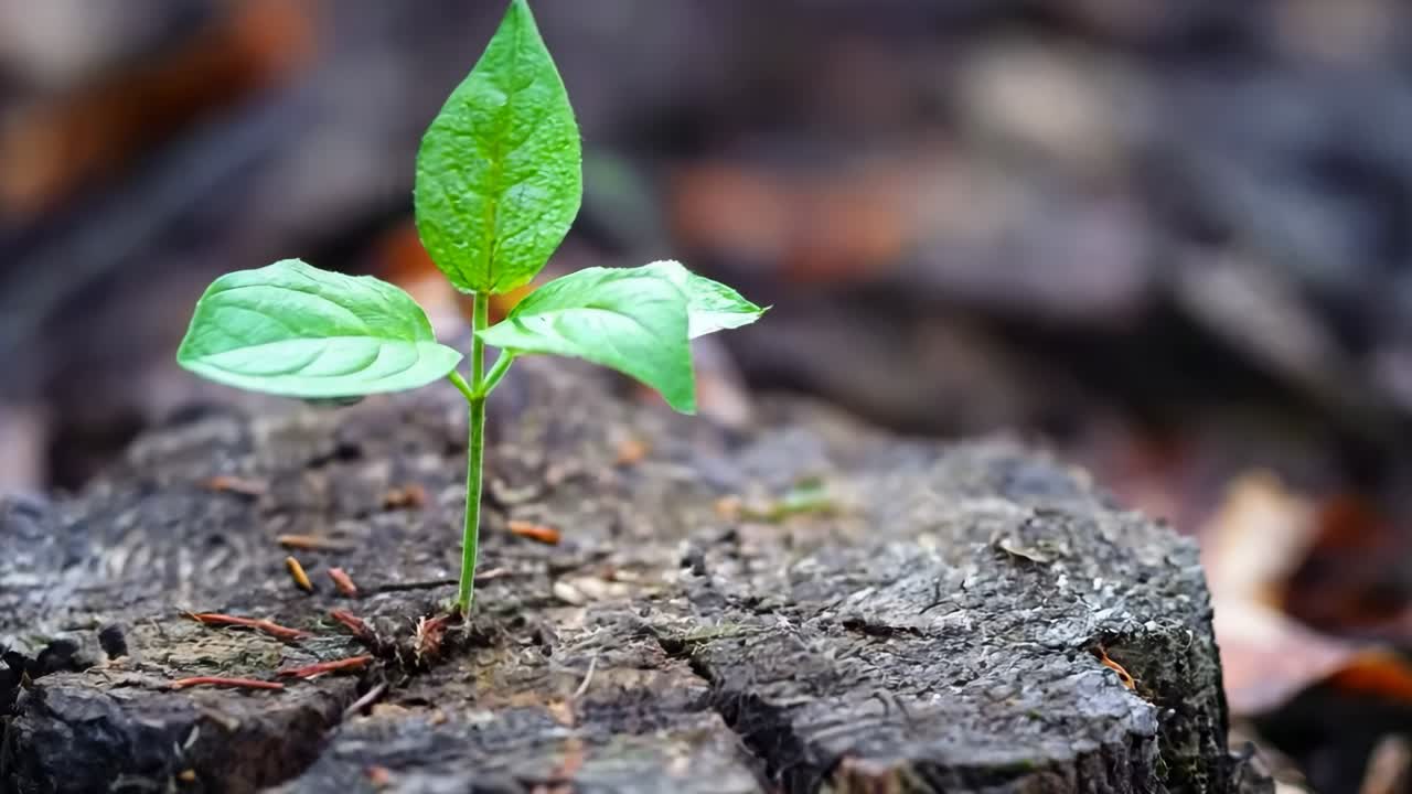 En lille grøn plante, der vokser ud af en træstub