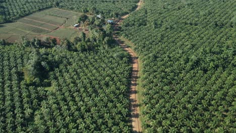 Toma-Aérea-Inclinada-Hacia-Arriba-De-Una-Gran-Plantación-De-Palmeras-De-Aceite-En-Monte-Plata-Durante-El-Día-Soleado,-República-Dominicana