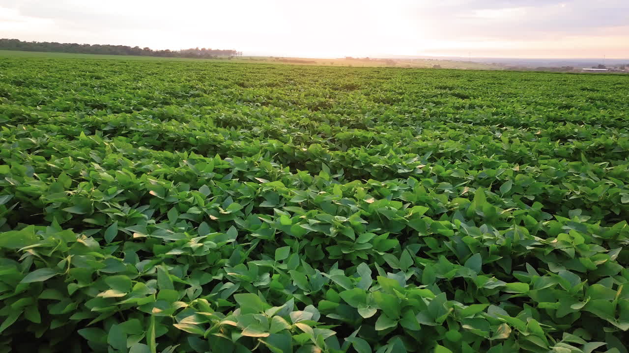 hermosa plantación de soja, con la brisa del amanecer y la luz de la hora dorada, naturaleza fantástica y perfecta