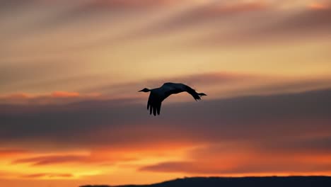 a graceful bird soaring through a vibrant sunset sky, capturing the majestic beauty of nature in flight against a colorful backdrop