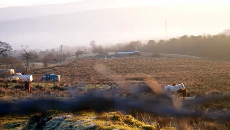 horses standing in quiet rural countryside farmland misty golden hour sunrise morning dolly right