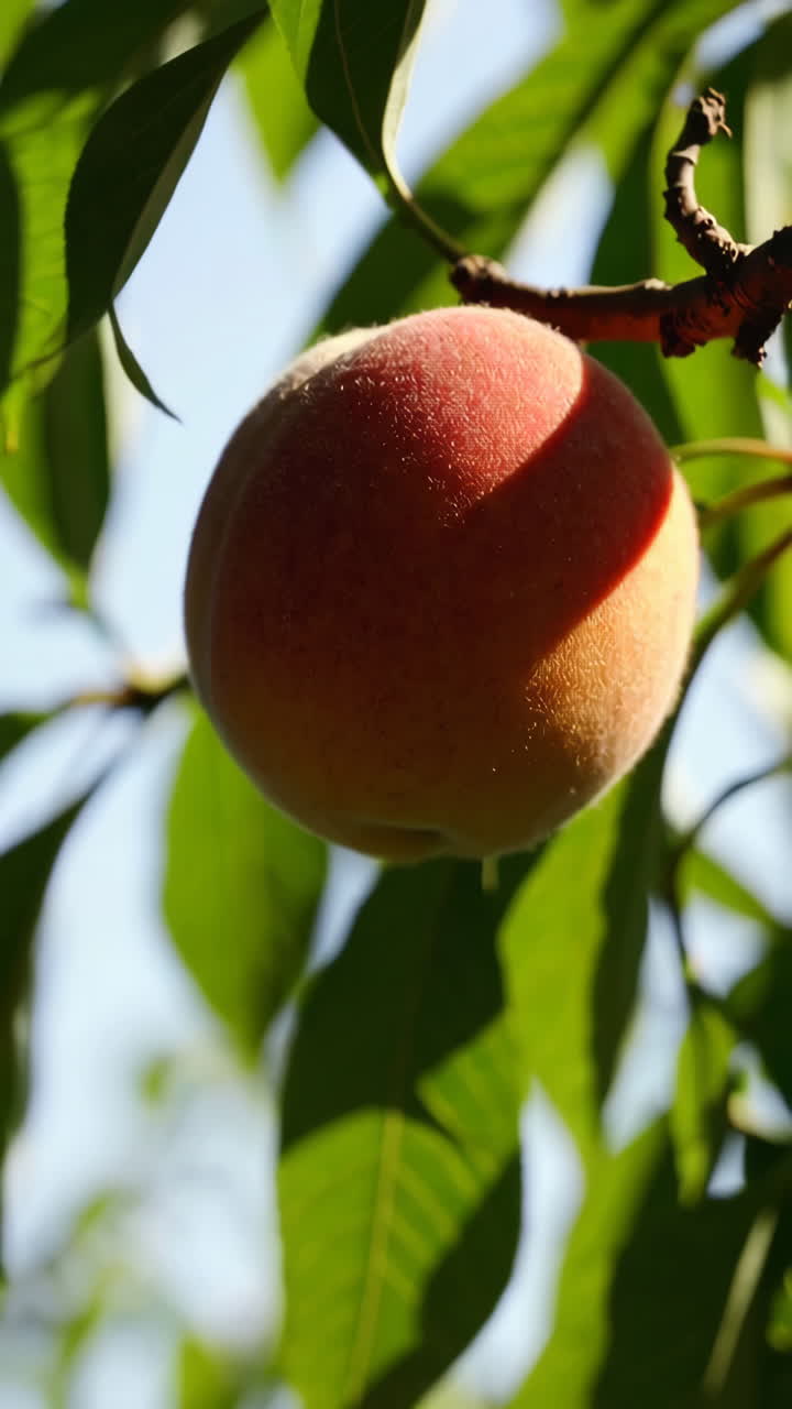 melocotón en un árbol