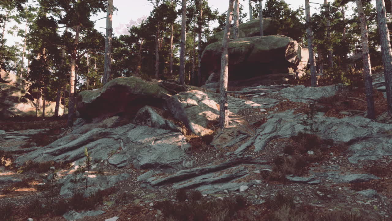 sendero forestal iluminado por el sol con rocas y árboles