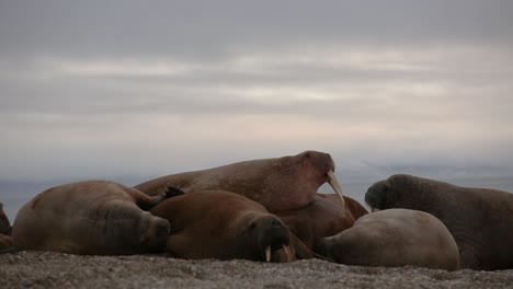 One-Walrus-trying-to-accommodate-himself-on-top-of-other-individuals-lying-on-a-beach