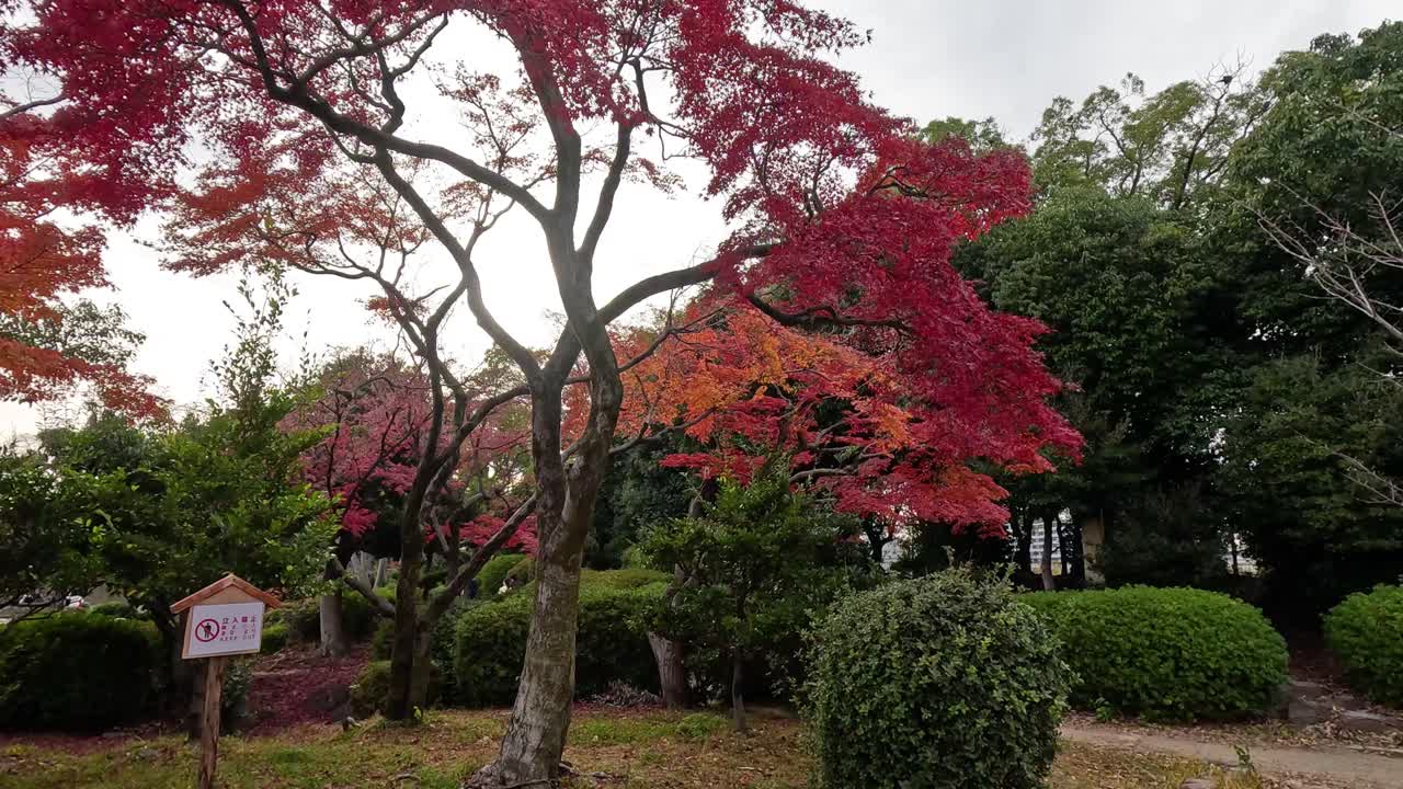 el lapso de tiempo de la transformación del follaje en un jardín sereno