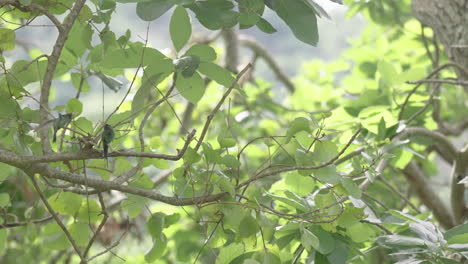 green bird perched on a branch in lush green foliage