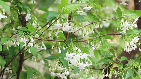 white water jasmine flowers swaying gently