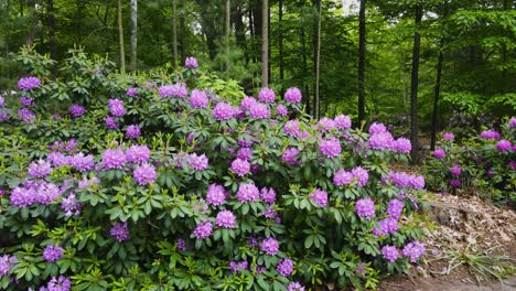 up close shot of rhododendrons in purple bloom