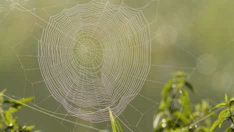 spider web full with morning dew water drops in sunrise light