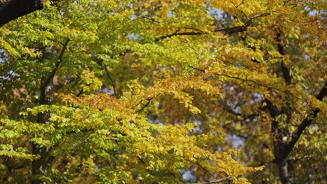 Nahaufnahmeansicht-Des-Hellen-Bunten-Herbstlaubs.-Pfanne-Links