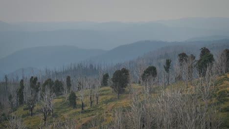 view of the surrounding forest and mountains from cabramurra lookout in the snowy mountains region of new south wales.