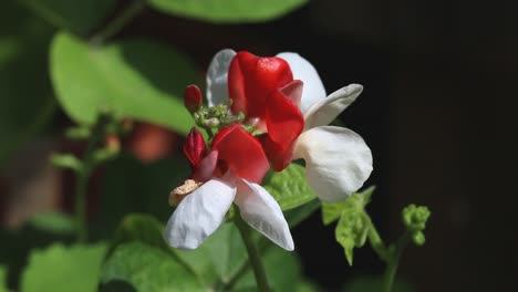 closeup of dwarf runner bean flowers. summer. uk