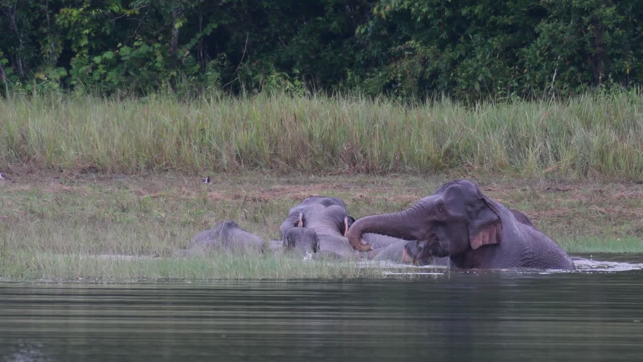 Herd of Asian Elephants Bathing in a River