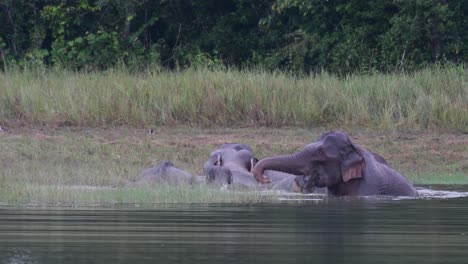 herd of asian elephants bathing in a river