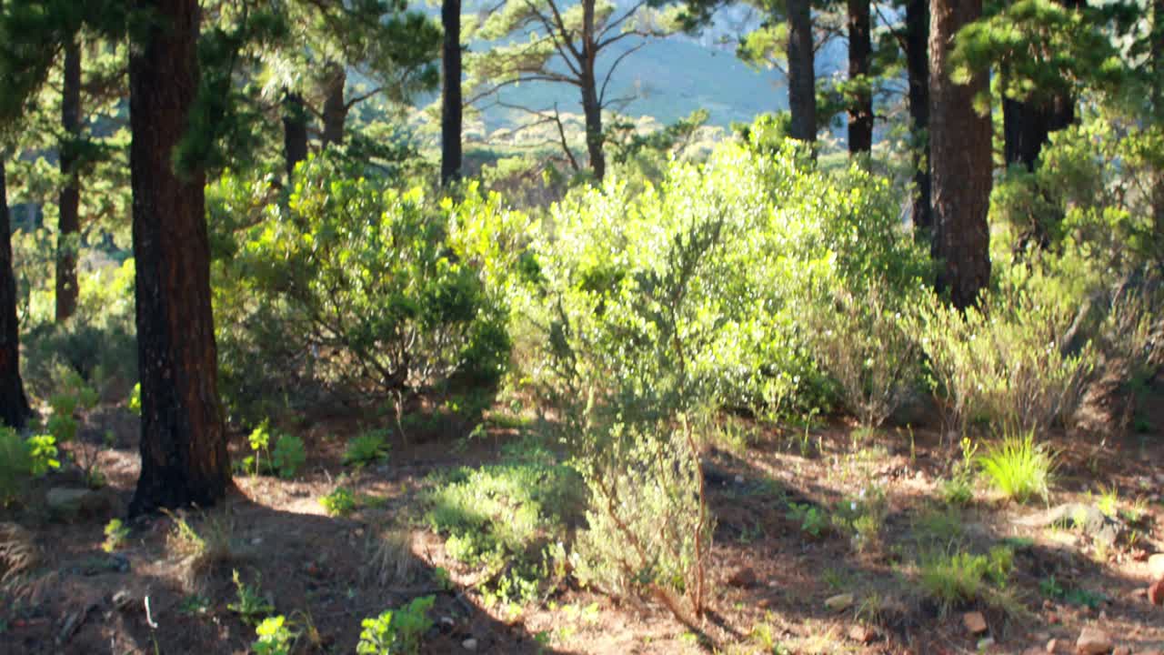 pareja sonriente corriendo en un bosque