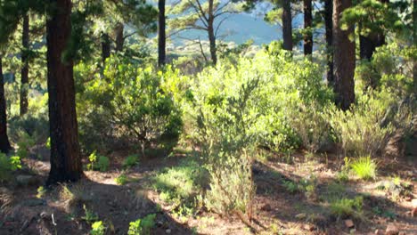 Lächelndes-Paar-Beim-Joggen-Im-Wald