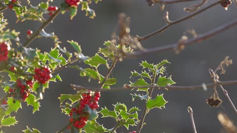 Leuchtend-Rote-Stechpalmenbeeren-Auf-Einem-Stechpalmenbusch