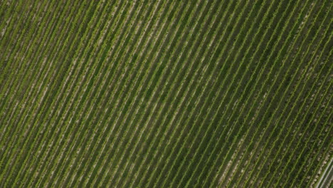 vista de arriba hacia abajo de los viñedos de la bodega en henry of pelham family estate winery en ontario, canadá