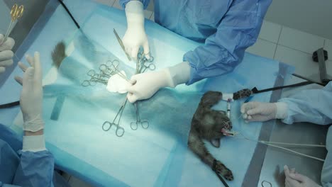 veterinarian surgeons in operating room doing cat neutering