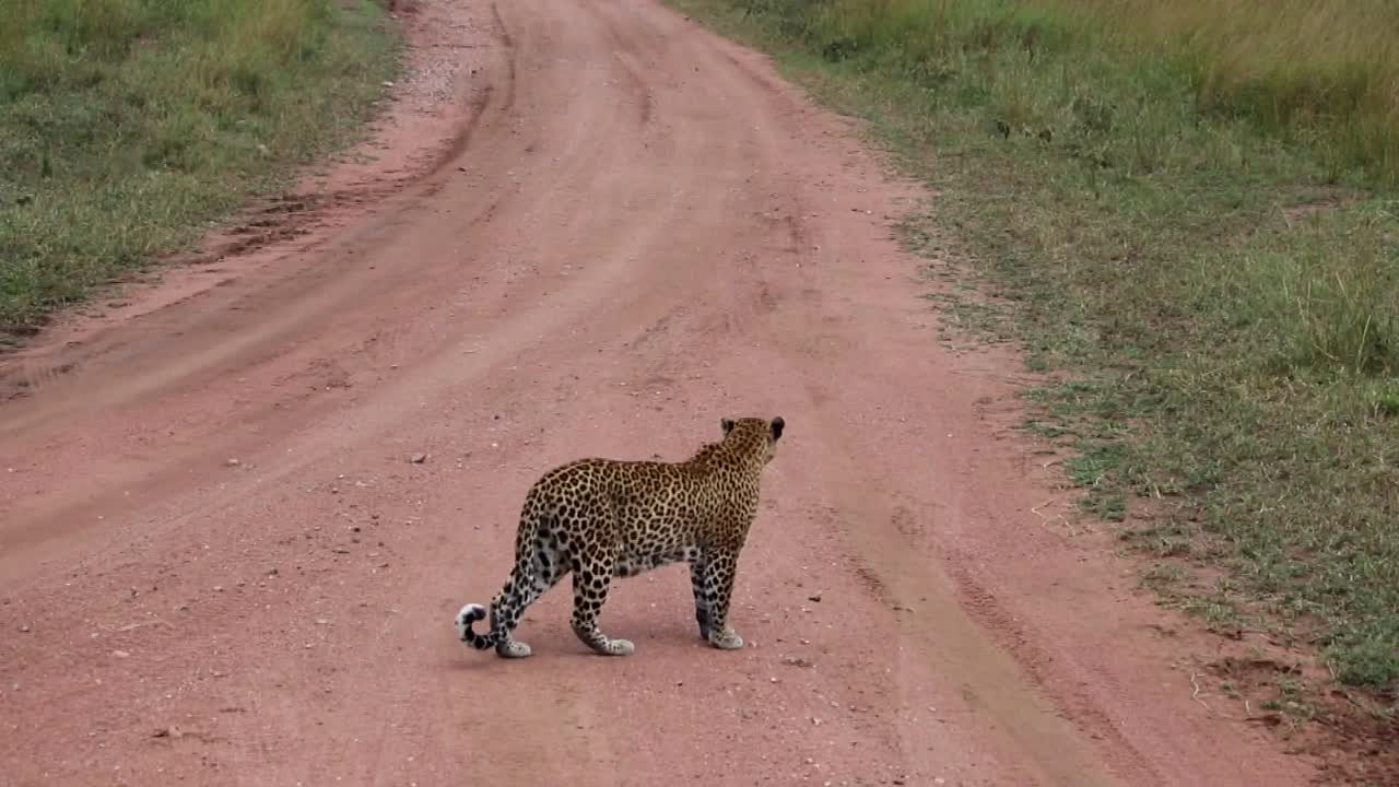 Afrika savanında kirli bir yoldan geçen vahşi dişi leopar ve yavrusu.