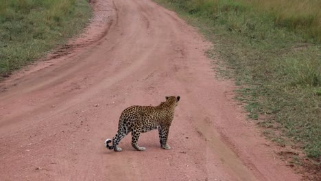 wild female leopard and cub crossing a dirty road in the african savanna