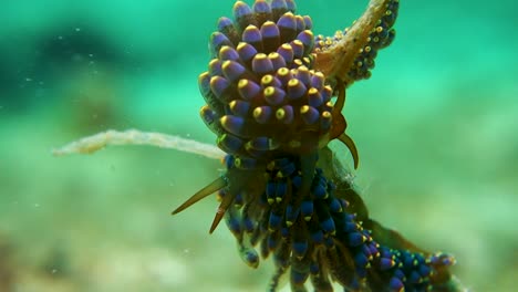 cerata de punta amarilla de tres trinchesia yamasui nudibranquios babosas marinas