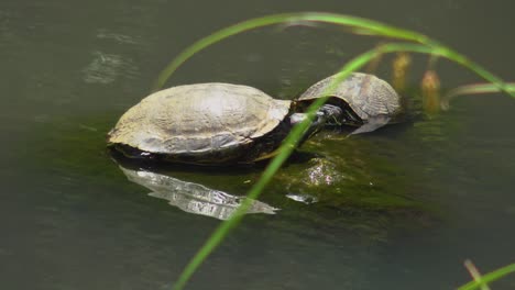 Schildkröte-Auf-Stein-Im-See