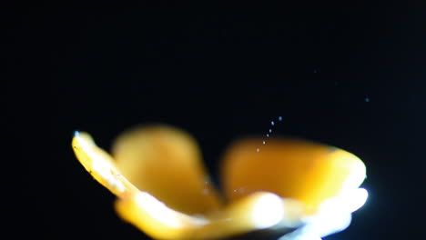 beautiful and relaxing footage of an orange cup mushroom shooting spores and being poked with a pen