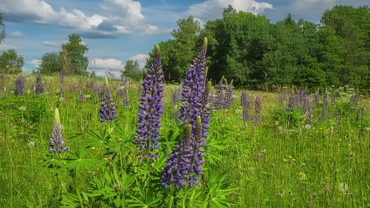 campo de flores de lavanda púrpura movimiento de lapso de tiempo en la naturaleza hermoso paisaje durante el día