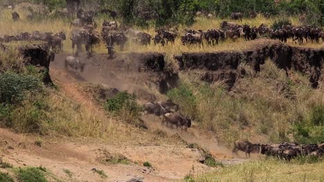 Riesige-Herde-Von-Gnus,-Die-Von-Raubtieren-Gejagt-Werden-Und-In-Den-Wiesen-In-Der-Afrikanischen-Savanne-Der-Serengeti,-Kenia,-Den-Rand-Des-Hügels-Hinab-In-Sicherheit-Rennen