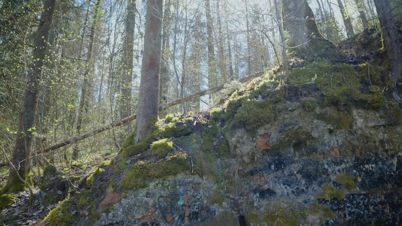 caminar por el bosque en el parque nacional en primavera