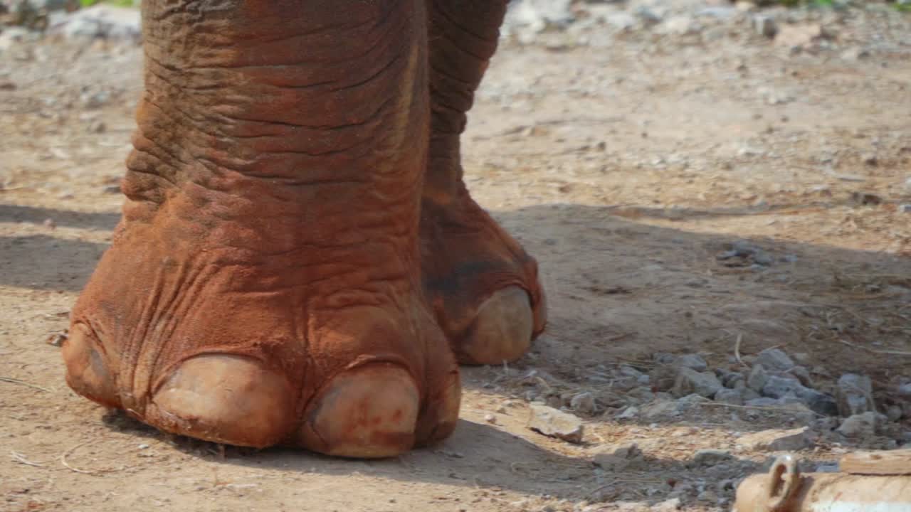 Primo piano del piede di un grande elefante asiatico