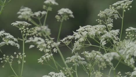 Closeup-Of-Silphiodaucus-Prutenicus,-Flowering-Plant-Gently-Moving-With-The-Wind