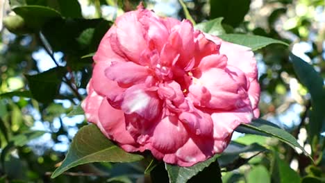 Flor-Rosa-En-El-Jardín-Botánico,-California