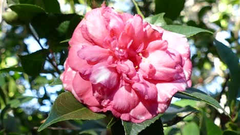flor rosa en el jardín botánico, california