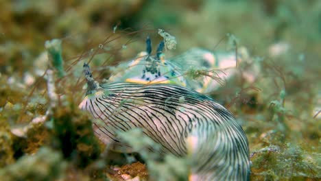 two large white yellow striped sea slugs together on algae covered rock close up