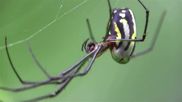 Un ragno delle orchidee tesse la sua tela
