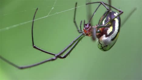 an orchard spider weaves its web