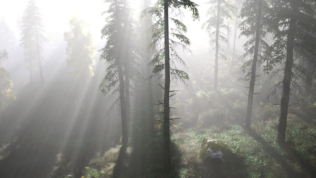 Sunlight filters through trees in a misty forest during early morning hours