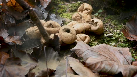 Niña,-Irreconocible,-Jugando-En-El-Bosque-Y-Reventando-Hongos-Puffball-Con-Palo,-Hd,-Diversión-Infantil-En-El-Bosque,-Jugando-Al-Aire-Libre,-De-Mano